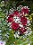 Buquê 6 rosas - Imagem 1