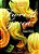Livro Fiori Di Zucca - Harris - Imagem 1