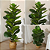 Ficus Lyrata Artificial Grande Planta Permanente Com 1.30cm Planta Realista - Imagem 4