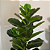 Ficus Lyrata Artificial Grande Planta Permanente Com 1.30cm Planta Realista - Imagem 2