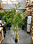 Bambu Artificial Tronco Natural Planta Grande Decoração Para Sala Com 1.80 Metros - Imagem 3