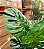 Planta Artificial Monstera Costela De Adão 1.20m Decoração Realista - Imagem 4