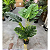 Planta Artificial Monstera Costela De Adão 1.20m Decoração Realista - Imagem 2