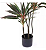 Planta Artificial Dracena Borda Vermelha Decoração 1.50m - Imagem 6