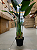 Bananeira Viajante Decoração Interna Premium 1.20m - Imagem 7