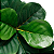 Ficus Lyrata Artificial Decoração Premium 1.20m Novo - Imagem 2