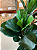 Planta Artificial Ficus Lyrata Realista 1.50m Premium - Imagem 3