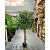 Árvore Artificial Para Sala Planta Ficus Lyrata Com 180cm - Imagem 5