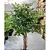 Árvore Artificial Para Sala Planta Ficus Lyrata Com 180cm - Imagem 6