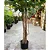 Árvore Artificial Para Sala Planta Ficus Lyrata Com 180cm - Imagem 7