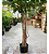 Árvore Ficus Artificial Planta Grande Decoração Sala 150cm - Imagem 7