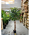 Árvore Ficus Artificial Planta Grande Decoração Sala 150cm - Imagem 4