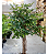 Árvore Ficus Artificial Planta Grande Decoração Sala 150cm - Imagem 6