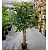 Árvore Ficus Artificial Planta Grande Decoração Sala 150cm - Imagem 5
