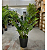 Planta Artificial Zamioculca Decoração Sala Com 1.00m - Imagem 3
