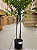 Arvore Artificial Realista Folhagem Real Toque Planta 1.80m - Imagem 4
