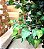 Ficus Árvore Artificial Planta Decorativa Premium Com 1.60m - Imagem 4
