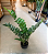 Zamioculca Artificial Planta Realista 85 CM Para Decoração Sala com 85 CM - Imagem 3