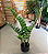 Zamioculca Artificial Planta Realista 85 CM Para Decoração Sala com 85 CM - Imagem 4