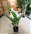 Zamioculca Artificial Planta Realista 85 CM Para Decoração Sala com 85 CM - Imagem 7