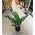 Zamioculca Artificial Planta Realista 85 CM Para Decoração Sala com 85 CM - Imagem 9