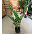 Zamioculca Artificial Planta Realista 85 CM Para Decoração Sala com 85 CM - Imagem 10