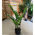 Zamioculca Artificial Planta Realista 85 CM Para Decoração Sala com 85 CM - Imagem 12