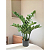 Zamioculca Artificial Planta Realista 85 CM Para Decoração Sala com 85 CM - Imagem 1