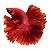 Betta - Macho - Imagem 1