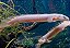Polypterus Senegalus - Imagem 1