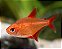 Tetra Red cherry - Imagem 1