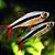 Tetra Pinguim red tail - Imagem 1