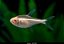 Tetra Neon Negro albino - Imagem 1