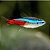 TETRA NEON INESI - Imagem 1