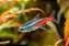 TETRA NEON INESI - Imagem 3