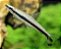 Tetra lápis Unifasciatus - Imagem 1