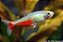 Tetra green fire - Imagem 1