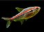 Tetra Amapaensis - Imagem 1