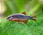 RASBORA GALAXY - Imagem 1
