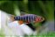 RASBORA ESMERALDA - Imagem 1
