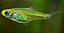 Rasbora Kubotai - Imagem 1