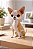 Estatueta Chihuahua Réplica 18cm Branco - Imagem 2