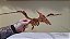 Puzzle Dinossauro Pterodáctilo Infantil Educativo Grande - Imagem 11