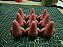 Patrick Star Boneco Estrela do Mar - Imagem 2