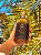 PREMIUM DE BOLSO 180ML - Imagem 2