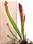 Sarracenia leucophylla x purpurea - Imagem 3