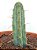 Cacto São Pedro (Echinopsis macrogona) - Imagem 3