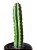 Cacto São Pedro (Echinopsis macrogona) - Imagem 2
