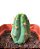 Cacto São Pedro (Echinopsis macrogona) - Imagem 1