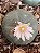 Lophophora williamsii - Imagem 2